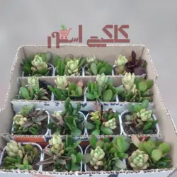 پک ساکولنت دیشگاردن گلدان سفید 16 عددیپلاس+white pot dishgardens