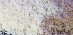 برنج سیاهدم