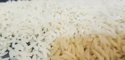 برنج صدری ممتاز