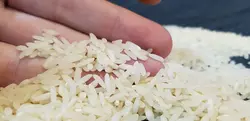 برنج طارم دوباره کشت