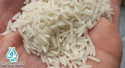 برنج طارم هاشمی عطری 10کیلوگرم