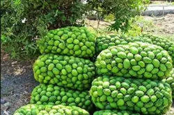 انبه سبز و لیمو  (رودان و میناب)