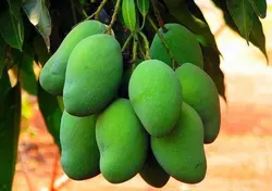 انبه سبز و لیمو  (رودان و میناب)