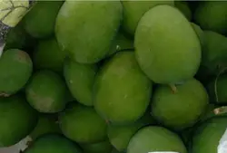 انبه سبز و لیمو  (رودان و میناب)