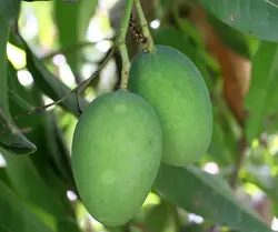 انبه سبز و لیمو  (رودان و میناب)