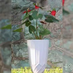 آنتوریوم