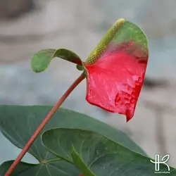 آنتوریوم