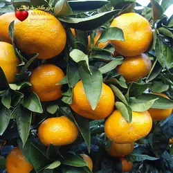 فروش عمده نارنگی ژاپنی « بازرگانی آرامش