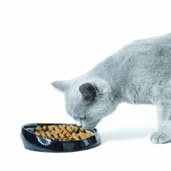 ظرف غذای مخصوص  (پوزه های کوتاه) / Whisker 2