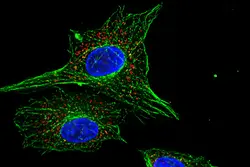 میکروسکوپ فلورسنت مدل Olympus BX53-F تجهیزات آزمایشگاهی زیست دهش خاورمیانه