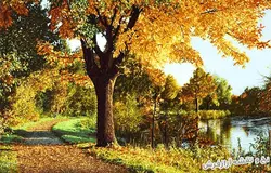 نخ و نقشه تابلو فرش منظره تک درخت پاییزی - 3762