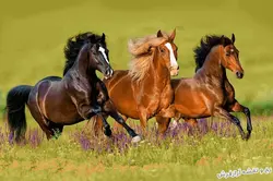 نخ و نقشه تابلو فرش طرح جدید سه اسب با پس زمینه منظره