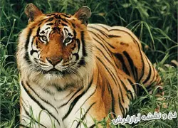 نخ و نقشه تابلو فرش دستباف ببر - 1654