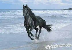 نخ و نقشه تابلو فرش طرح اسب سیاه در ساحل کد 1631