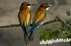 نخ و نقشه تابلو فرش طرح پرنده ها - 1575