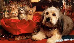 نخ و نقشه آماده تابلو فرش طرح سگ و گربه - 1578