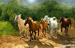 نخ و نقشه بافت تابلو فرش طرح گله اسب - 1537