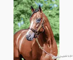 نخ و نقشه تابلو فرش اسب قهوه ای کد 1646