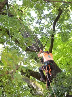 کمربند هارنس سی تی CT مدل ALP TEC 2