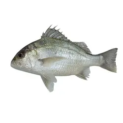 ماهی سنگسر طلایی تازه خلیج فارس