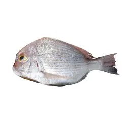 ماهی شانک صورتی (کافر) تازه خلیج فارس