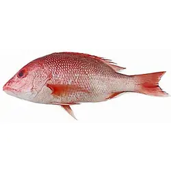 ماهی سرخو درشت تازه خلیج فارس