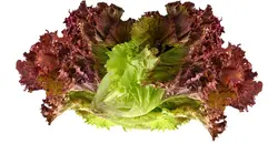 کاهو فرانسوی ارگانیک 200 گرمی باغ ارگانیک