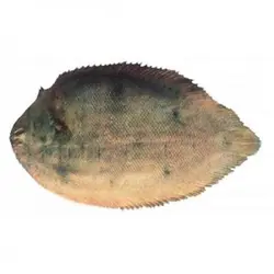 ماهی پله (مزلک بی دم) تازه خلیج فارس