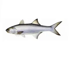 ماهی راشگو درشت تازه خلیج فارس