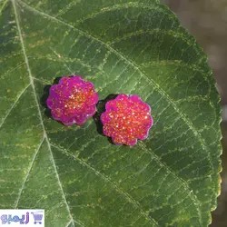 نیم ست طرح گل بنفش