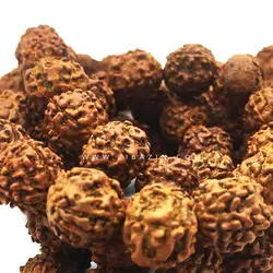 تسبیح رودراکشا ۱۰۸ تایی سایز ۸