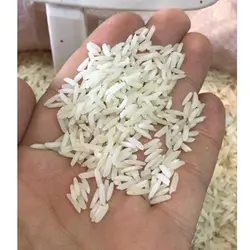 برنج شیرودی رستگار