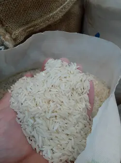 طارم محلی دابودشت (عقاب شالیزار) – ده کیلویی