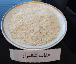 طارم محلی دابودشت (عقاب شالیزار) – ده کیلویی