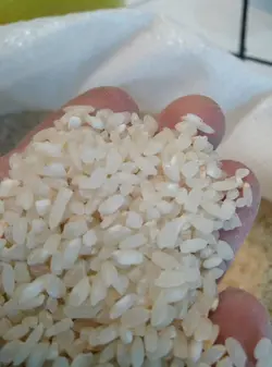 برنج گرده اعلاء شمال