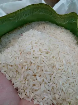 طارم فریدونکنار کشت دوم همسفر – ده کیلویی