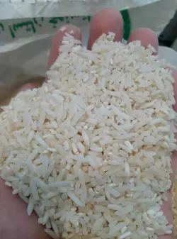 سرلاشه اعلاء شمال – کشت و صنعت تن تنانی – ده کیلویی