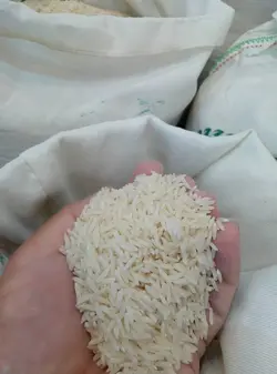 طارم لنگرودی پنج ستاره – ده کیلویی