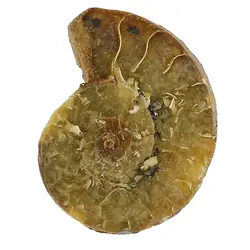 فسیل آمونیت طبیعی کلکسیونی (شاخ قوچی) منحصر به فرد با نقوش زیبا درشت رنگ خاص دکوری- سنگ درمانی