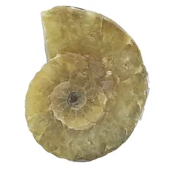 فسیل آمونیت (شاخ قوچی) طبیعی کلکسیونی منحصر به فرد با نقوش زیبا رنگ خاص دکوری- سنگ درمانی