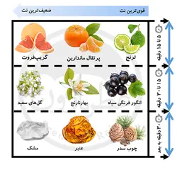 ادوپرفیوم مردانه مارک جوزف الیزه وود حجم 100 میلی‌لیتر