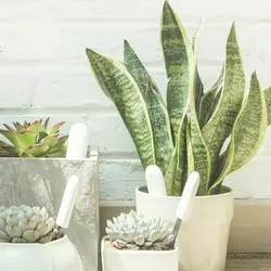 خرید ، قیمت ، بررسی و مشخصات سنسور هوشمند نظارت گیاه شیائومی Xiaomi Smart Plants