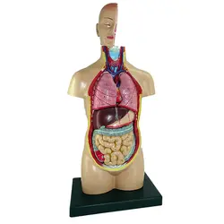 مولاژ آناتومی بدن انسان مدل 4040