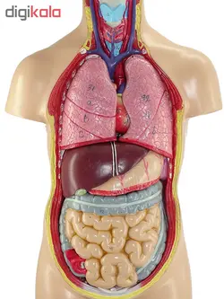 مولاژ آناتومی بدن انسان مدل 4040