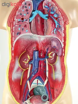 مولاژ آناتومی بدن انسان مدل 4040