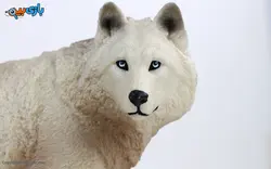 اسباب بازی فیگور حیوانات مدل گرگ مک تویز