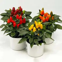 بذر فلفل زینتی