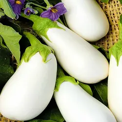 بذر بادمجان سفید دلمه ای