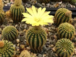 بذر کاکتوس فرالیا