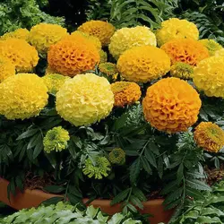 بذر گل جعفری پا کوتاه الوان